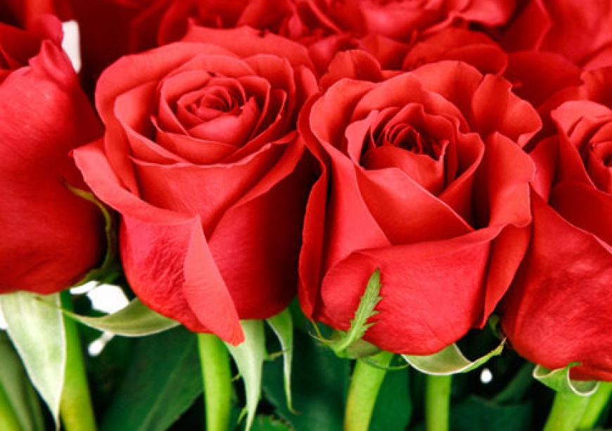 Роза Эксплорер ( Explorer)