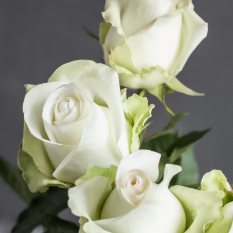 Роза белая Альба (ALBA)