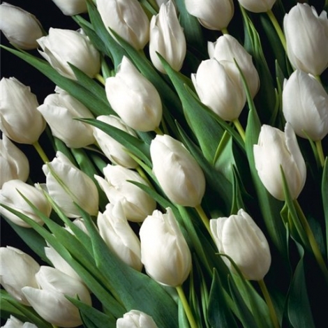 Тюльпан белый