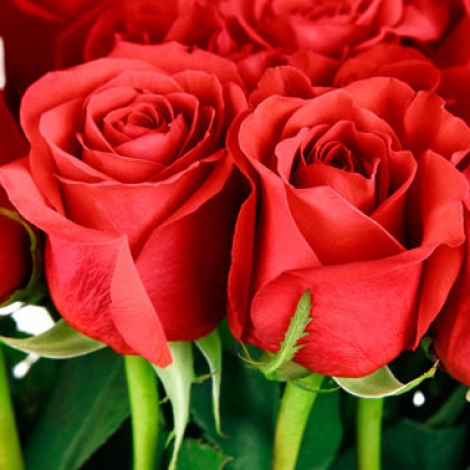 Роза Фридом (FREEDOM)