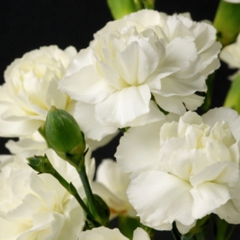 Гвоздика белая