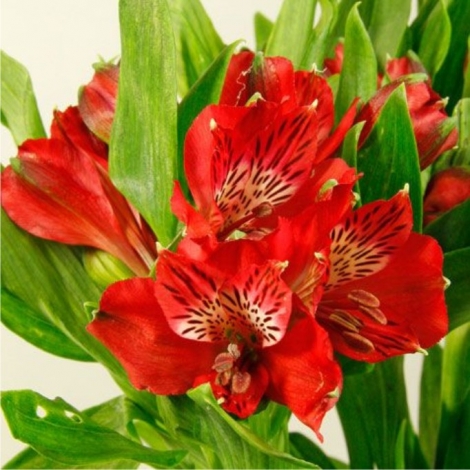 Альстромерия красная
