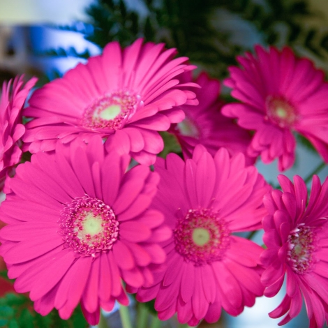 Гербера малиновая