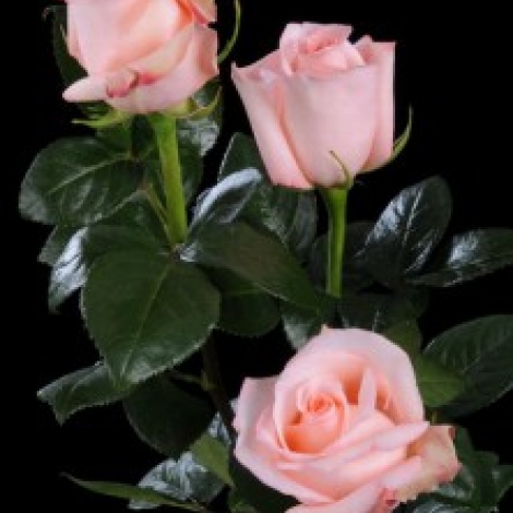 Роза розовая Ангажемент