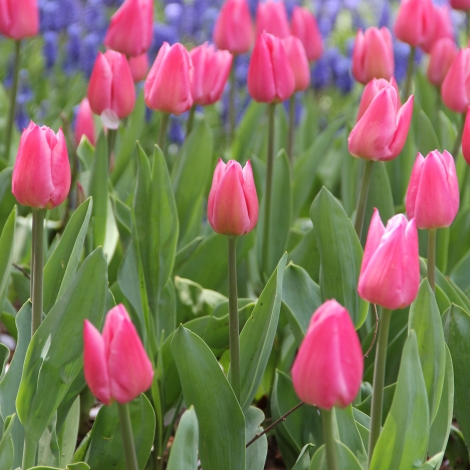 Тюльпан малиновый