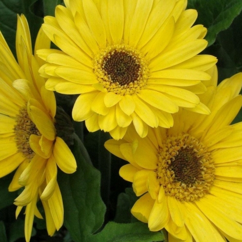 Гербера желтая