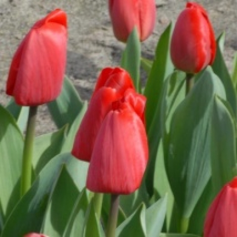 Тюльпан красный