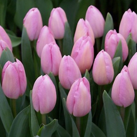 Тюльпан розовый