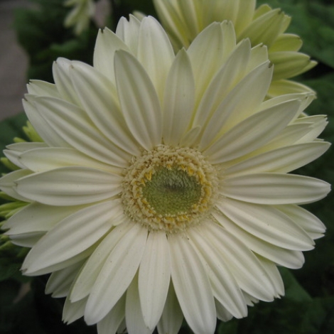 Гербера белая