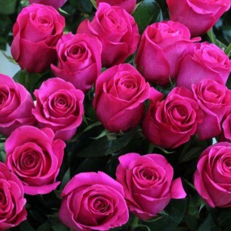 Роза Пинк Флойд (Pink Floyd)