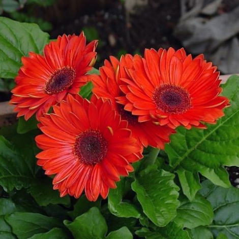 Гербера красная