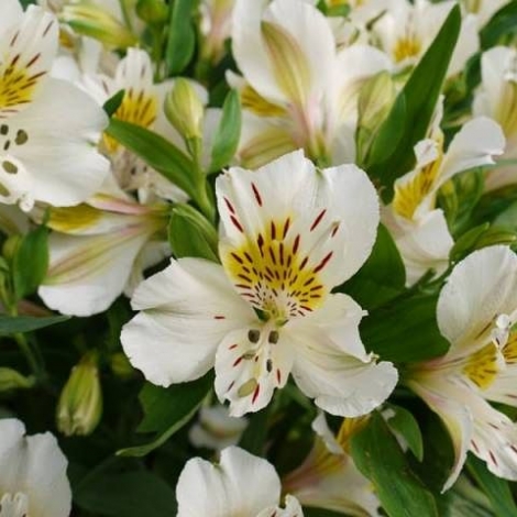 Альстромерия белая