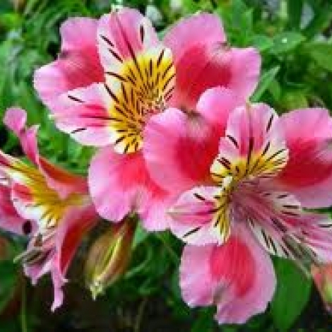 Альстромерия розовая