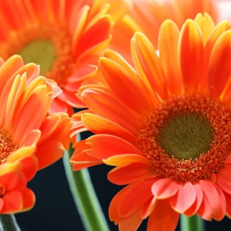 Гербера оранжевая