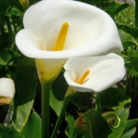 Калла белая
