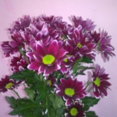 Хризантема кустовая (Timman), сиреневая