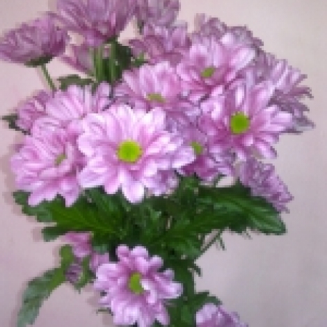 Хризантема кустовая (Grand Pink), розовая