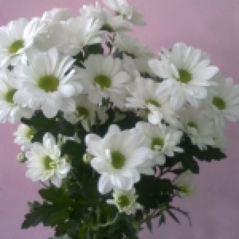 Хризантема кустовая (Bacardi), белая