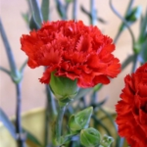 Гвоздика красная