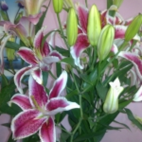 Лилия розовая (STARFIGHTER)