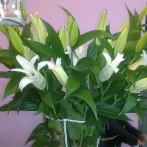 Лилия белая (VESPUCCI)