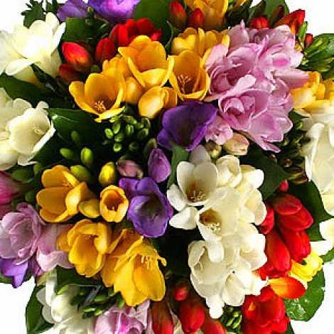 Фрезия разного цвета