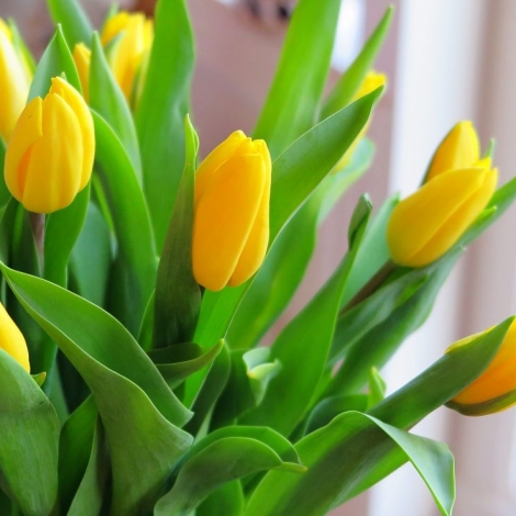 Тюльпан желтый